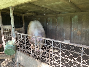 Scroafa 200KG, crescuta natural la curte. - imagine 3