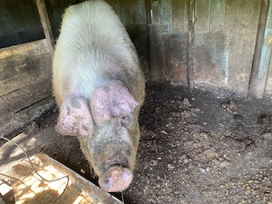 Scroafa 200KG, crescuta natural la curte.