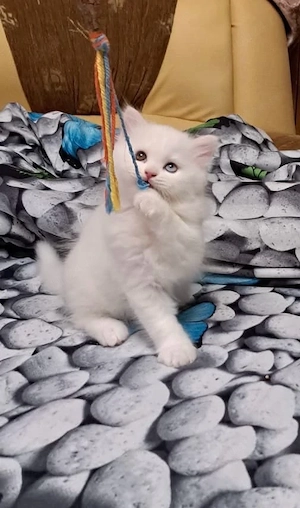 british shorthair si longhair