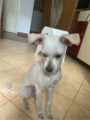 Vând cățel bichon maltese - imagine 3