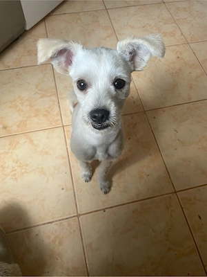 Vând cățel bichon maltese - imagine 2