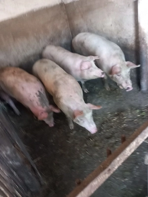 vand porci de carne 