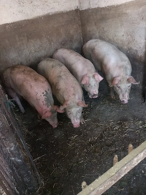 vand porci de carne  - imagine 5