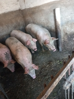 vand porci de carne  - imagine 2