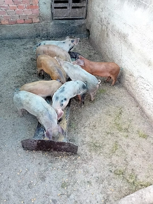 Purcei de vânzare