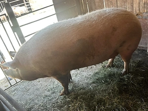 vand porc 