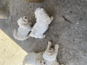 Bichon maltez 