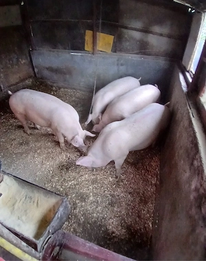 vand porci rasa de carne  - imagine 2