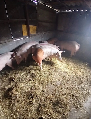 vand porci rasa de carne  - imagine 5