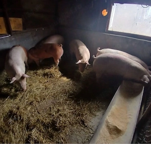vand porci rasa de carne  - imagine 3