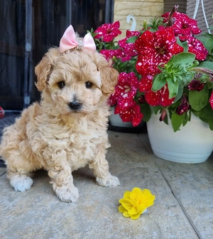 Fetita maltipoo