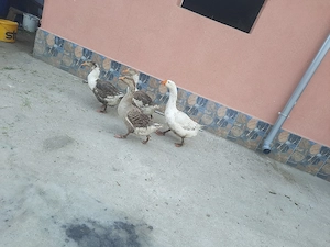 Gâște de vânzare.