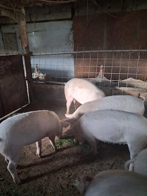 Vand Porci grasi 