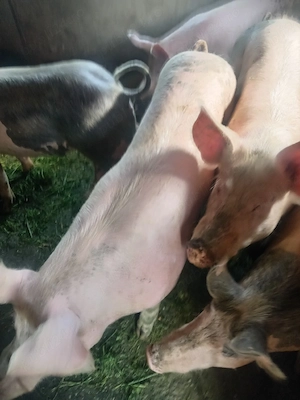 Vier de vanzare