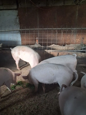 Vand Porci grasi  - imagine 2