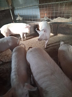 Vand Porci grasi  - imagine 3