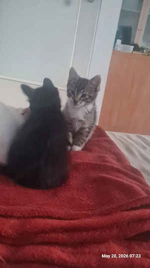 Donez pui pisica, masculi de 2 luni - imagine 2