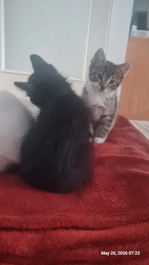 Donez pui pisica, masculi de 2 luni - imagine 3