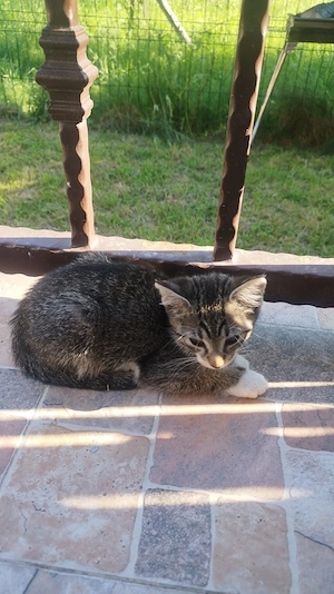 Donez pui pisica, masculi de 2 luni - imagine 5