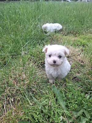 Bichon Maltez Mini  - imagine 4