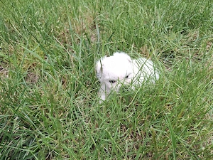 Bichon Maltez Mini  - imagine 3