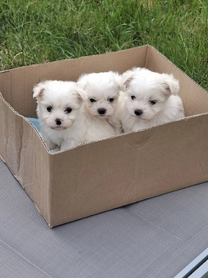 Bichon Maltez Mini  - imagine 2