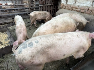 Vând porci crescuți în gospodărie