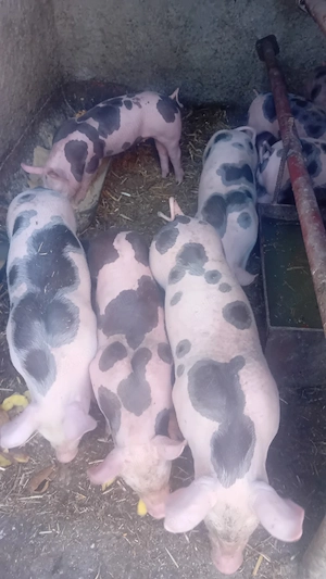 vind 8 purcei disponibili  pestec2 săptămâni  - imagine 2