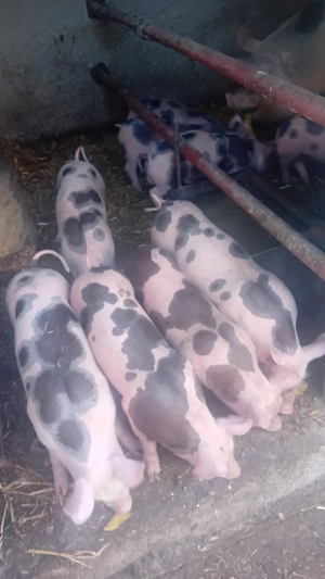 vind 8 purcei disponibili  pestec2 săptămâni 