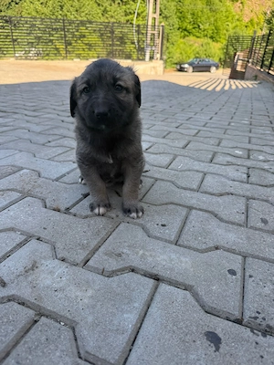 Vând pui Kangal au 1 luna jumate  - imagine 4