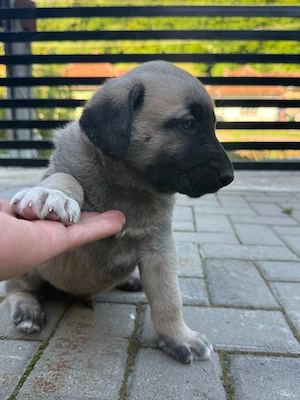 Vând pui Kangal au 1 luna jumate  - imagine 5