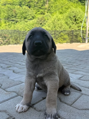 Vând pui Kangal au o lună.