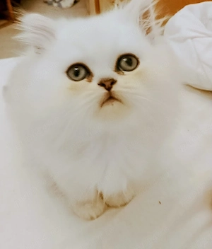 Pisic persan White Chinchilla silver shaded  - imagine 2
