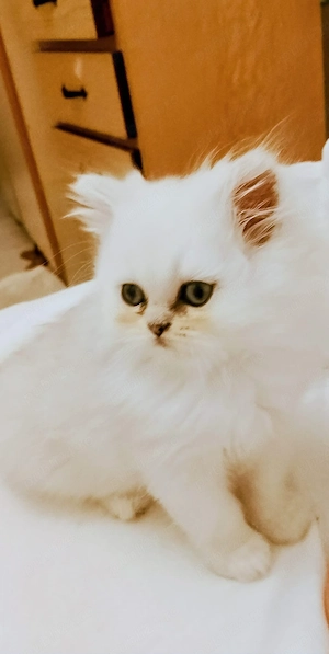 Pisic persan White Chinchilla silver shaded  - imagine 3