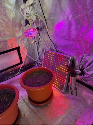 Vand camera crestere plante si flori