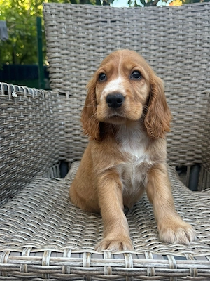 Cocker Spaniel fetita 