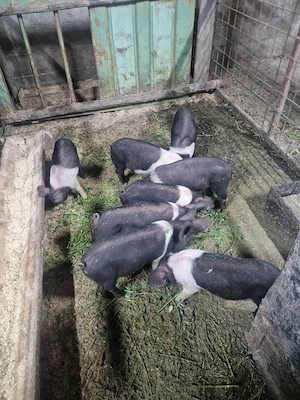 purcei bazna de 8 saptamani