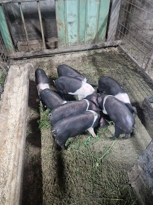 purcei bazna de 8 saptamani - imagine 4