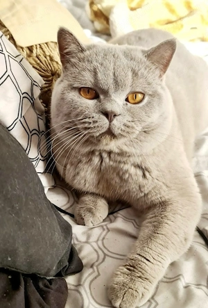 Vand British Shorthair Lila Mascul