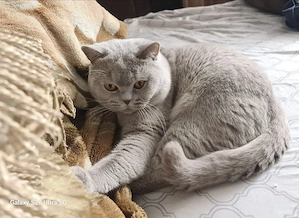 Vand British Shorthair Lila Mascul - imagine 2