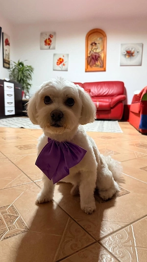 URGENT! Vand Bichon