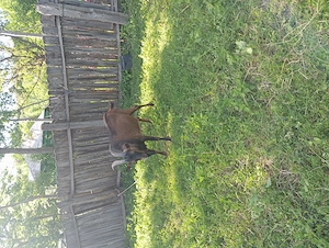 Tap de rasă alpin francez