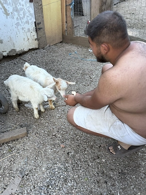 Vând 10 iezi preț. În privat   - imagine 2