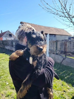 Jagd terrier de vânzare - imagine 4
