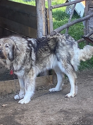 Ciobănesc Carpatin