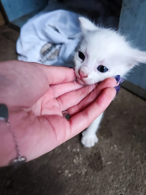 Pisici pentru adopție  - imagine 2