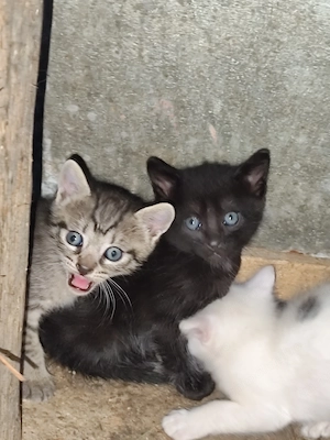 Pisici pentru adopție  - imagine 3