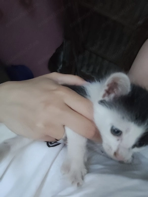 Pisici pentru adopție  - imagine 5