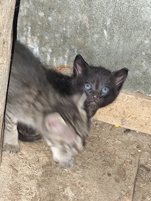 Pisici pentru adopție  - imagine 4