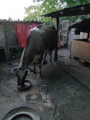 vacă de vanzare